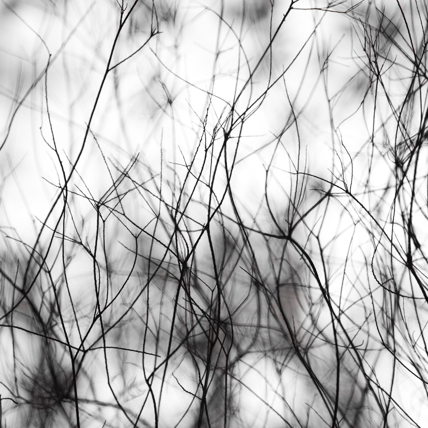 Line art branch in circle